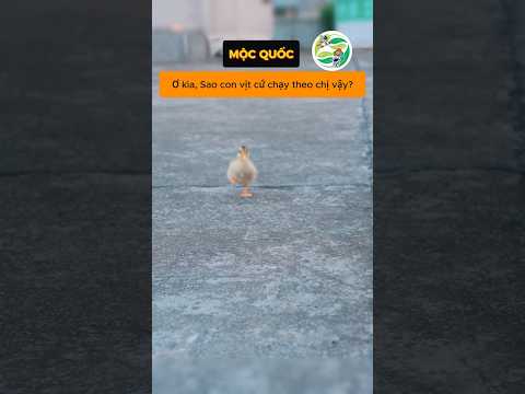 Vịt con cùng cô chủ ra căn cứ bí mật tìm ngọc trai siêu dễ thương #shorts thumbnail