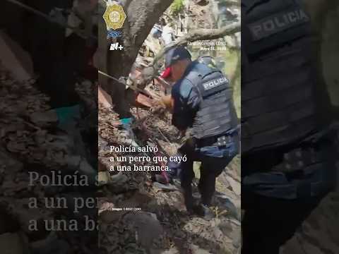 Policía rescata a un perro que cayó en una barranca en la alcaldía Álvaro Obregón thumbnail