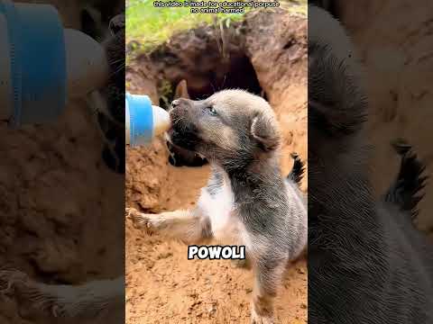 „Matka, która znów nauczyła się ufać ludziom”#shorts thumbnail
