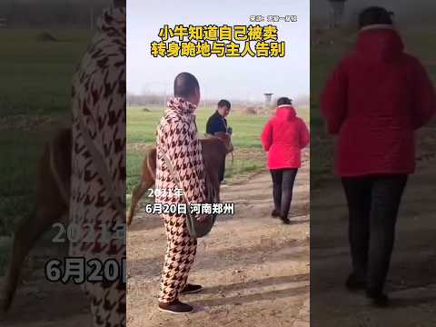 ?? 小牛深知将被变卖转身下跪含泪告别 ?? Heartbreaking Farewell: Calf Kneels Down to Say Goodbye thumbnail