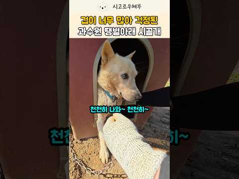간식도 산책도 전부 거부 ㅠㅠ 과수원 땡볕 아래 겁 많은 집순이 시골개 백구 #강아지 #반려견 #shorts #viral thumbnail
