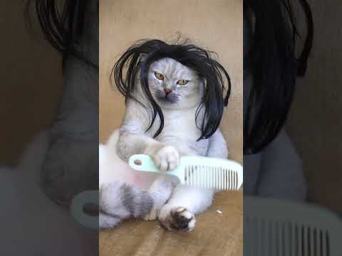 DouBao is combing his hair #exlittlebeansfriend #funnyvideo #funnycats thumbnail