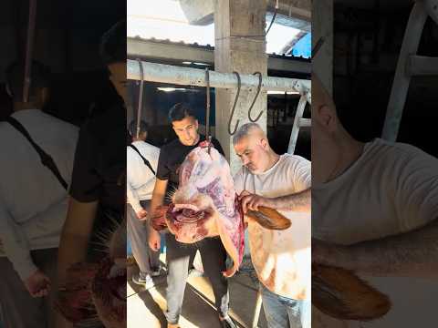 Dana Kellesi Böyle Yüzülüyor thumbnail