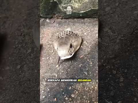 Jangan Dekati! Kepala Ular Ini Masih Bisa Menyerang Meski Sudah Terputus! thumbnail