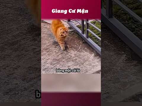 Ai mượn trả ơn vậy 😵‍💫 #giangcuman thumbnail