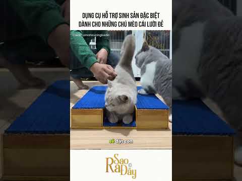 DỤNG CỤ HỖ TRỢ SINH SẢN ĐẶC BIỆT DÀNH CHO NHỮNG CHÚ MÈO CÁI LƯỜI ĐẺ thumbnail