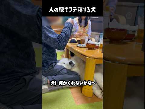 人の膝の上でふて寝する愛犬　#greatpyrenees #大型犬のいる生活 #大型犬 #大型犬と暮らす #グレートピレニーズ #犬のいる生活 #愛犬 #癒し #ゴールデンレトリバー thumbnail
