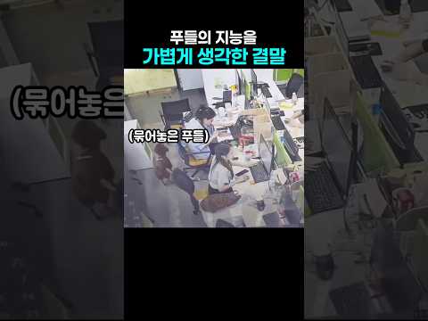 의자에 잠시 묶어둔 푸들.. 방심한 순간 벌어진 일 thumbnail
