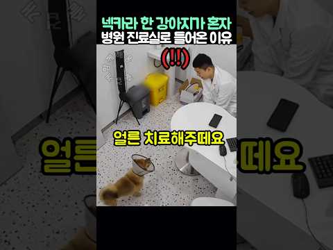넥카라 한 강아지가 혼자 병원 진료실로 들어온 이유 thumbnail