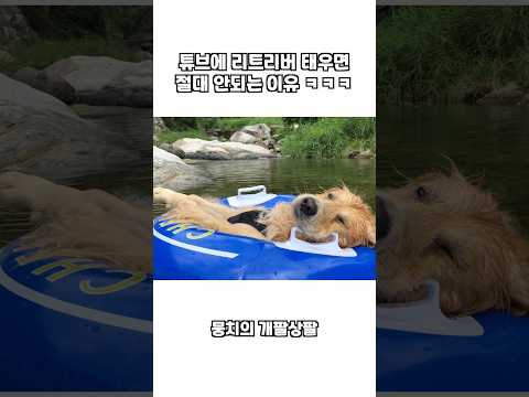 튜브에 리트리버 태우면 절대 안되는 이유 ㅋㅋㅋ thumbnail
