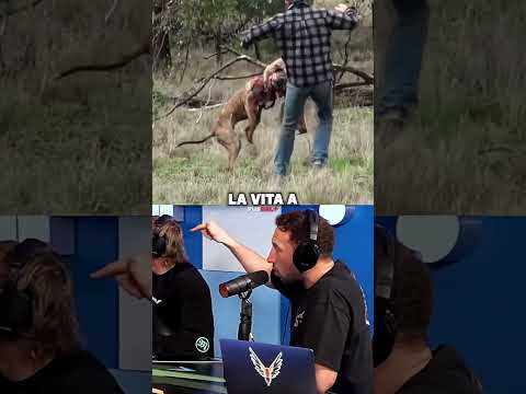 Mike Tyson Ride Della Lotta Con Il Canguro thumbnail