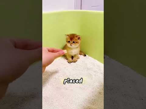 Tried Teaching His Kitten Potty Training—Then This Happened! #usa thumbnail