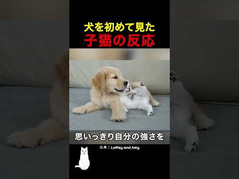 犬を初めて見た子猫の反応 thumbnail