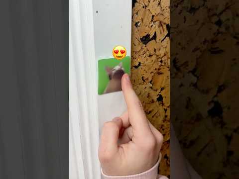 The Fish Doorbell is a MISTAKE...😣 thumbnail