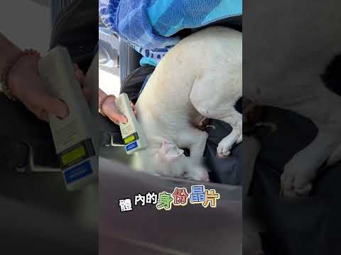 晨起跑步偶遇忠誠小狗 thumbnail