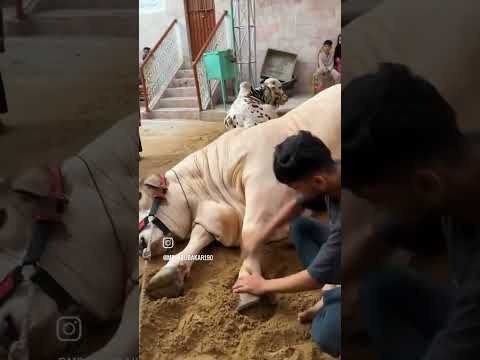 Cow video 😍#cow #shortvideo thumbnail