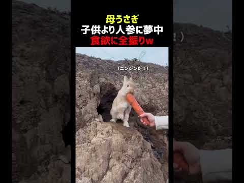 母うさぎ 赤ちゃんよりニンジンを優先してしまう thumbnail
