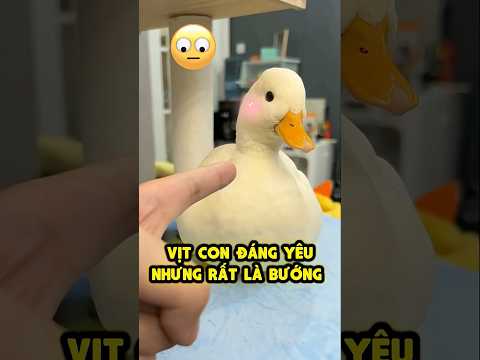 Vịt con đáng yêu nhưng siêu bướng 🦆😤 thumbnail