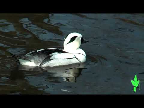 Smew duck thumbnail