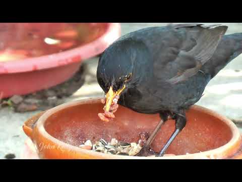 Male Blackbird. thumbnail