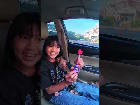 Momen Lucu key cobain Permen ada Musik  tetap aman ❤️ 😄🤭 #shortvideo #short #monkey #monyet #funny thumbnail
