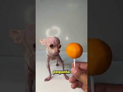 Este Perro Es Más Pequeño Que Una Fruta 😱 thumbnail