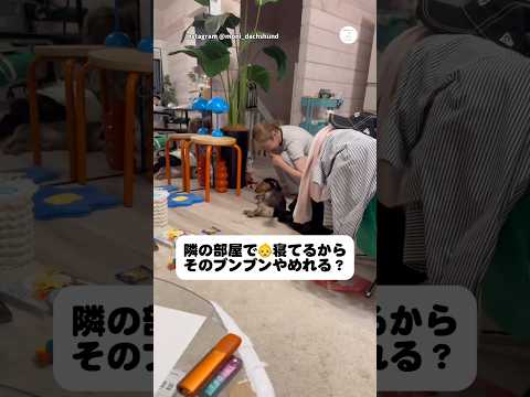 静かにしてほしい飼い主さん VS ブンブンしたい犬　　　#犬　#面白い犬 #犬のいる暮らし #面白い　#ダックス thumbnail
