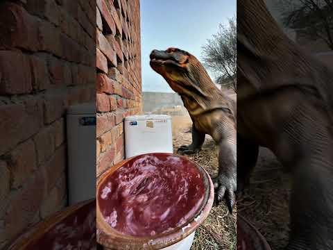 Komandan Naga meminum airmerah dan masuk ke dalam dru thumbnail