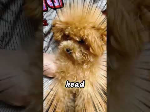 Puppy’s Baby Tooth Came Out—The Dog: “What Did I Do?!” thumbnail