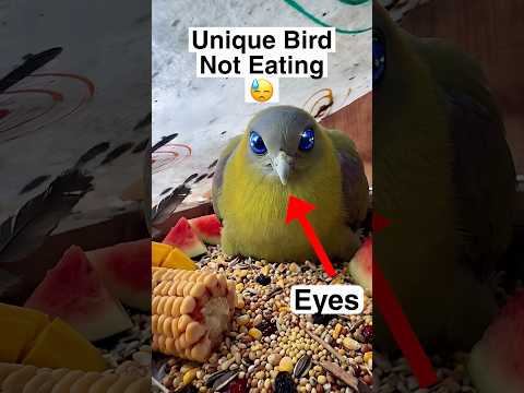 Yellow Bird Not Eating 😓 thumbnail