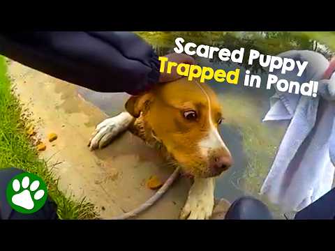 Police Officers Refuse To Give Up On a Puppy Trapped in Freezing Water! thumbnail