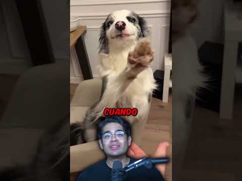 Cayó Por Una Cascada Y Su Perro Desapareció thumbnail