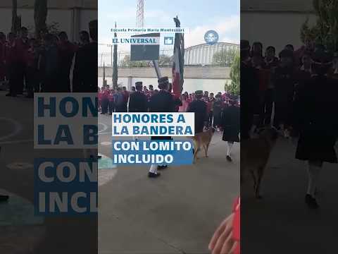 ¡Alumno estrella! Perro se une a escolta escolar durante honores a la Bandera #shorts thumbnail