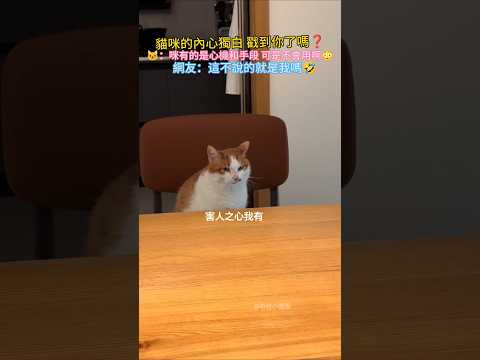 貓咪的內心獨白 戳到你了嗎❓ 🐱：咪有的是心機和手段 可是不會用啊🥲 網友：這說的就是我叭🤣 #cat #cute #funny #funnyshorts #shorts thumbnail