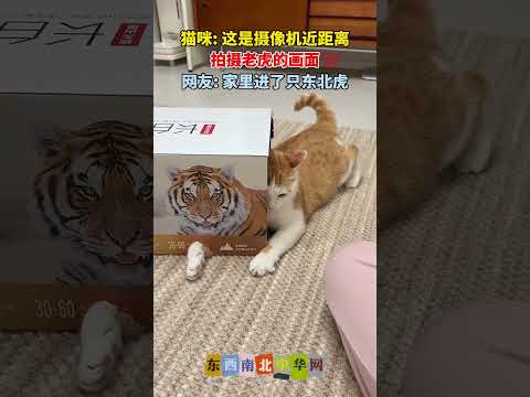 猫咪：这是摄像机近距离拍摄老虎的画面 thumbnail