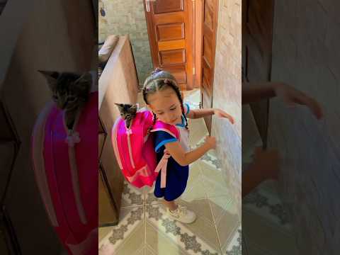 Botou o gato na mochila #shorts #viral thumbnail