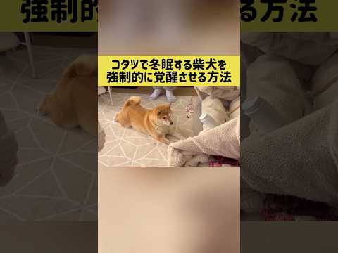 コタツで冬眠する柴犬を強制的に覚醒させる方法 #柴犬 #shibainu #shorts thumbnail