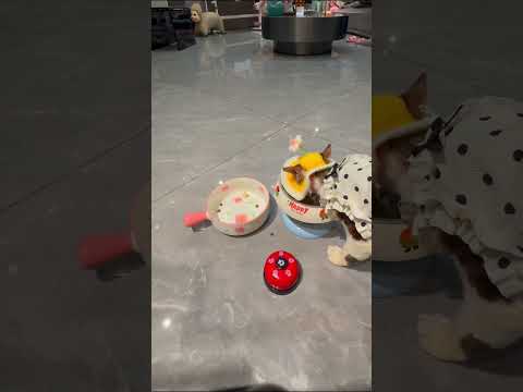 每一瞬间都值得被记录！#猫狗双全#萌宠日常记录#边牧#狗狗日常#边牧金砖 thumbnail