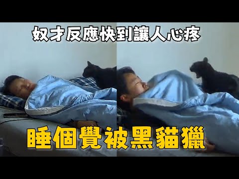 黑貓趁睡覺發動偷襲　奴才秒擋下反應超快 thumbnail