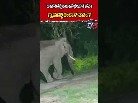 Rogue Elephant Bheema In Hassan | ಹಾಸನದಲ್ಲಿ ಕಾಡಾನೆ ಭೀಮನ ಹವಾ ಗ್ರಾಮದಲ್ಲಿ ಬಿಂದಾಸ್ ವಾಕಿಂಗ್ thumbnail