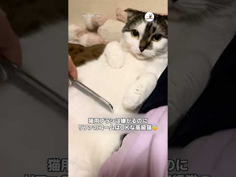 猫用ブラシは嫌なのに…｜PECO thumbnail