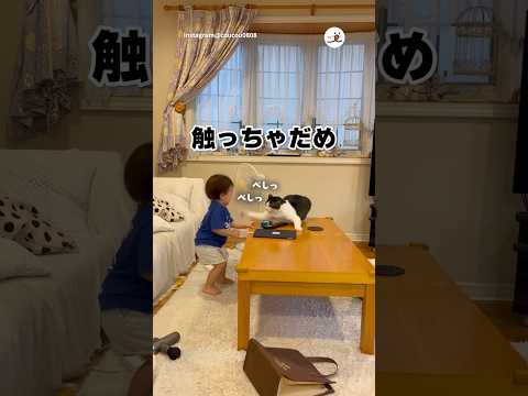 今は触れるでない｜PECO thumbnail