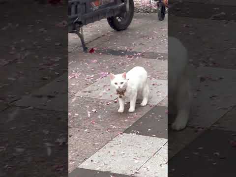 A little kitten trying to catch the wind 🐱🌸 thumbnail