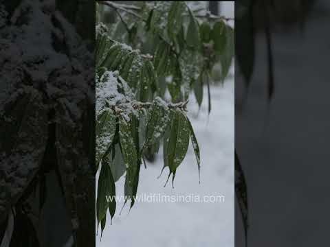 Heavy snowfall transforms Tungnath and Chopta into a winter wonderland thumbnail