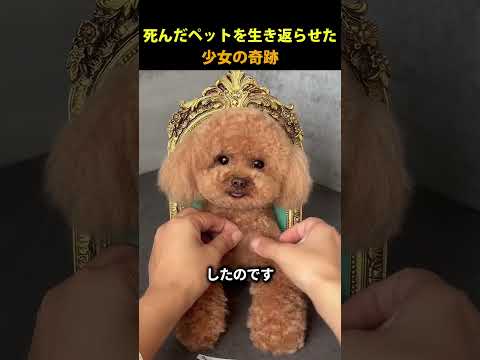彼女は子犬に会いたかった 😭 thumbnail