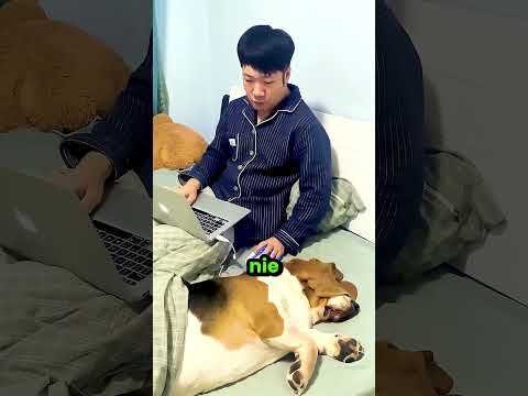 Ten Pies miał ZA DUŻE uszy! thumbnail