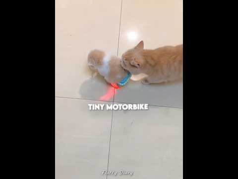 This kitten love his tiny motorbike ???️ thumbnail