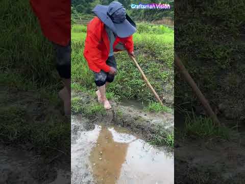 Dig water diversion openings on field ridges with hoes to guide canal water into dry farmland thumbnail
