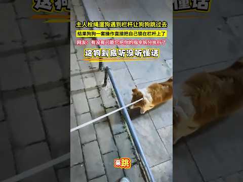 主人栓繩遛狗遇到欄杆讓狗狗跳過去，結果狗狗一套操作直接把自己鎖在欄杆上了，網友：有沒有可能它把你的指令拆分執行了！#shorts#萌宠 #搞笑 thumbnail