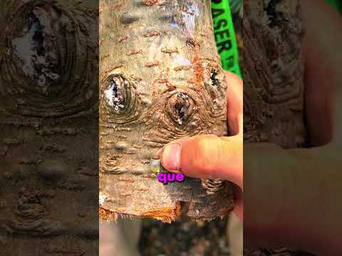 El árbol con espinillas que puede salvar vidas 👀 thumbnail